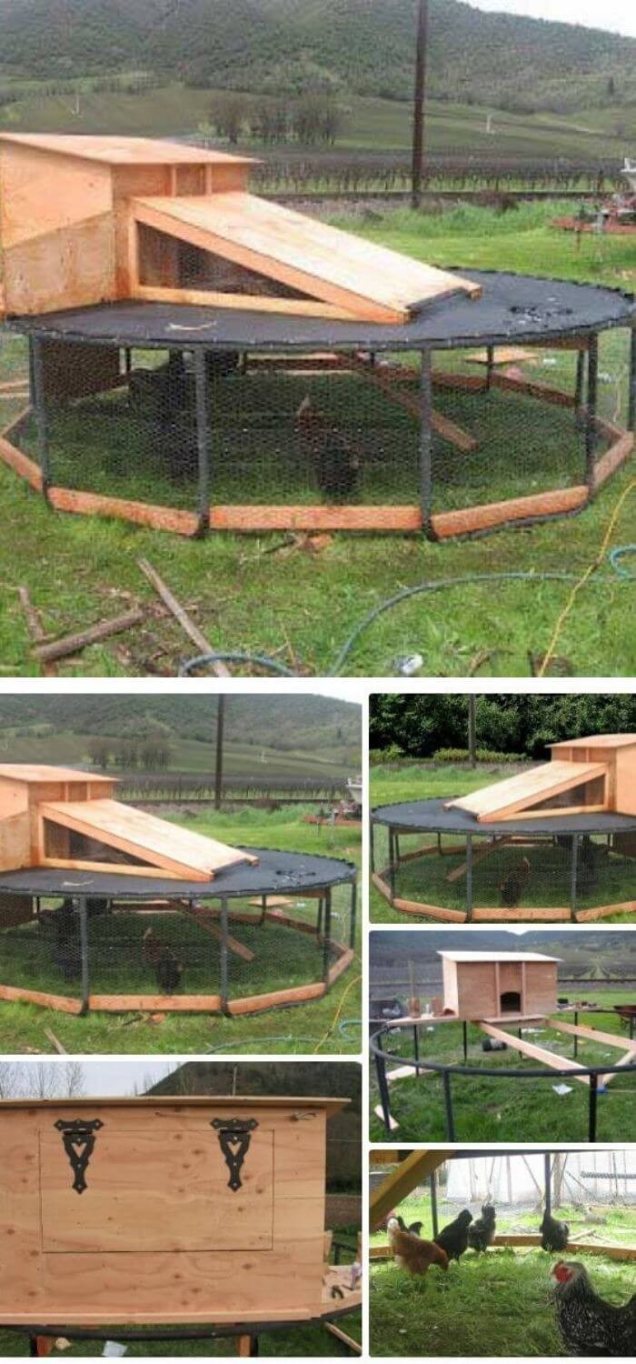 Trampoline chicken coop