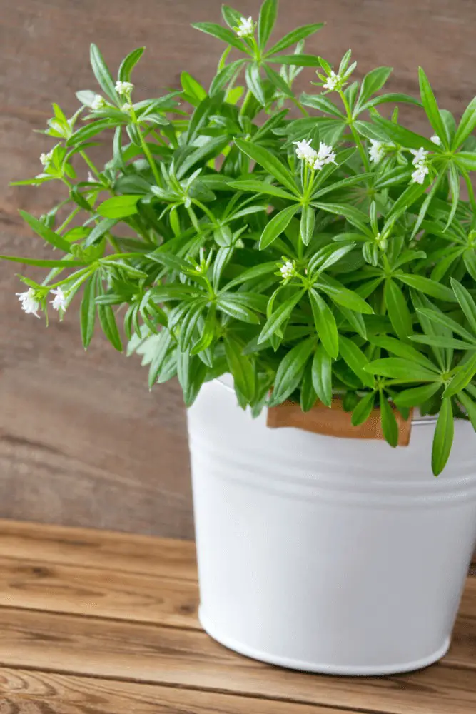 Sweet Woodruff