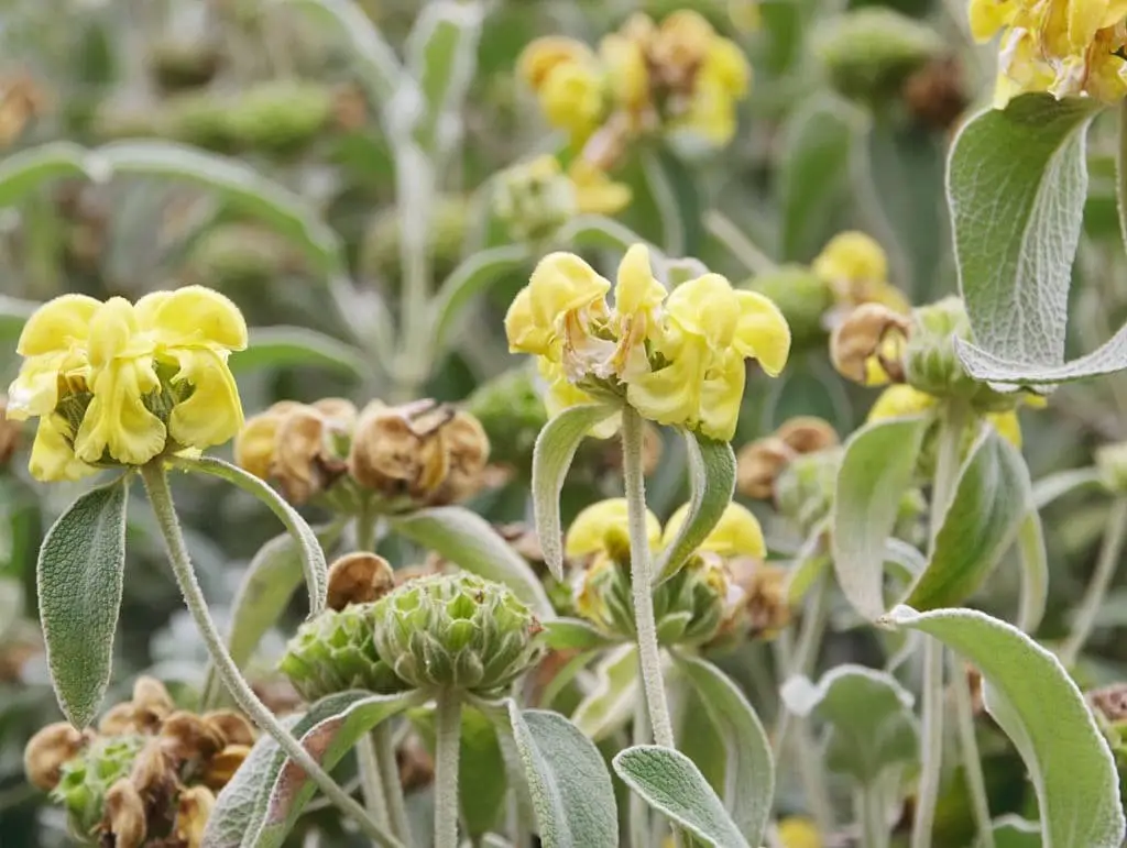 Greek Sage (Salvia fruticosa)