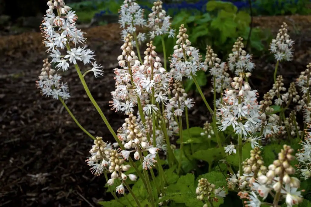 Foamflower