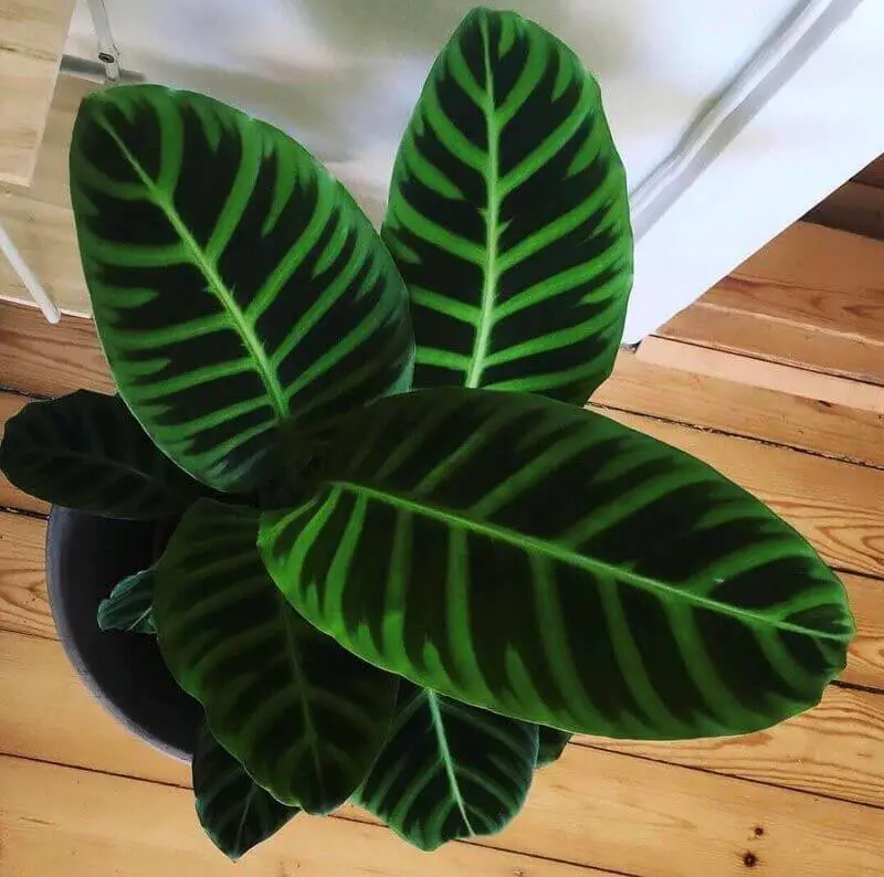 Calathea Zebrina (Zebra Plant)