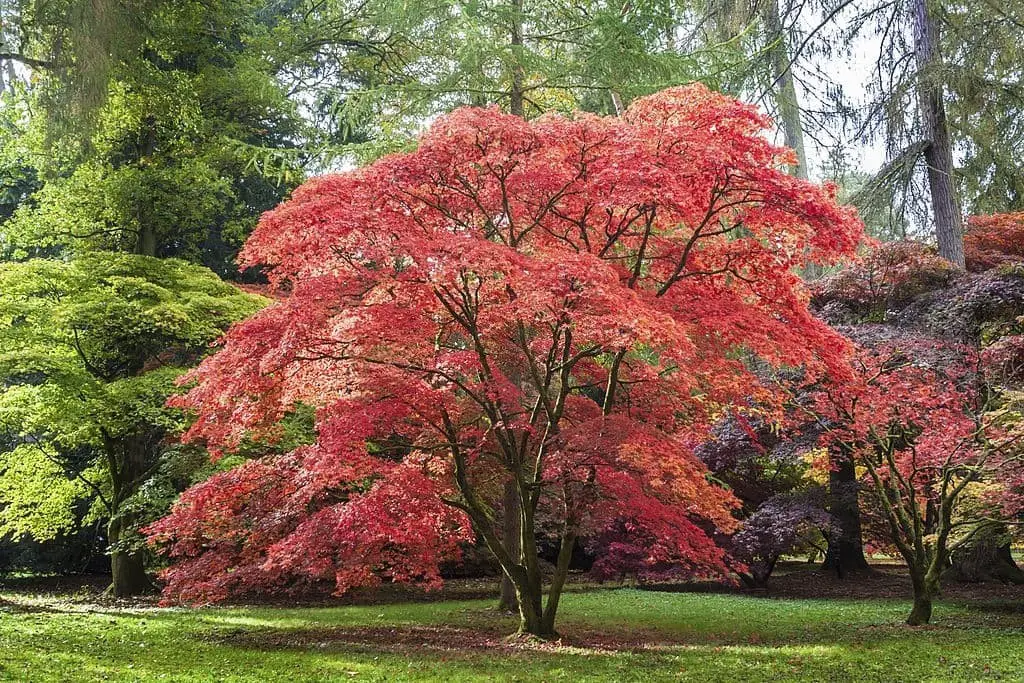 Japanese Maple (Acer palmatum)