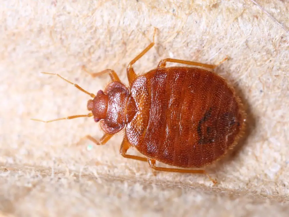 Common or household bed bug (Cimex lectularius)