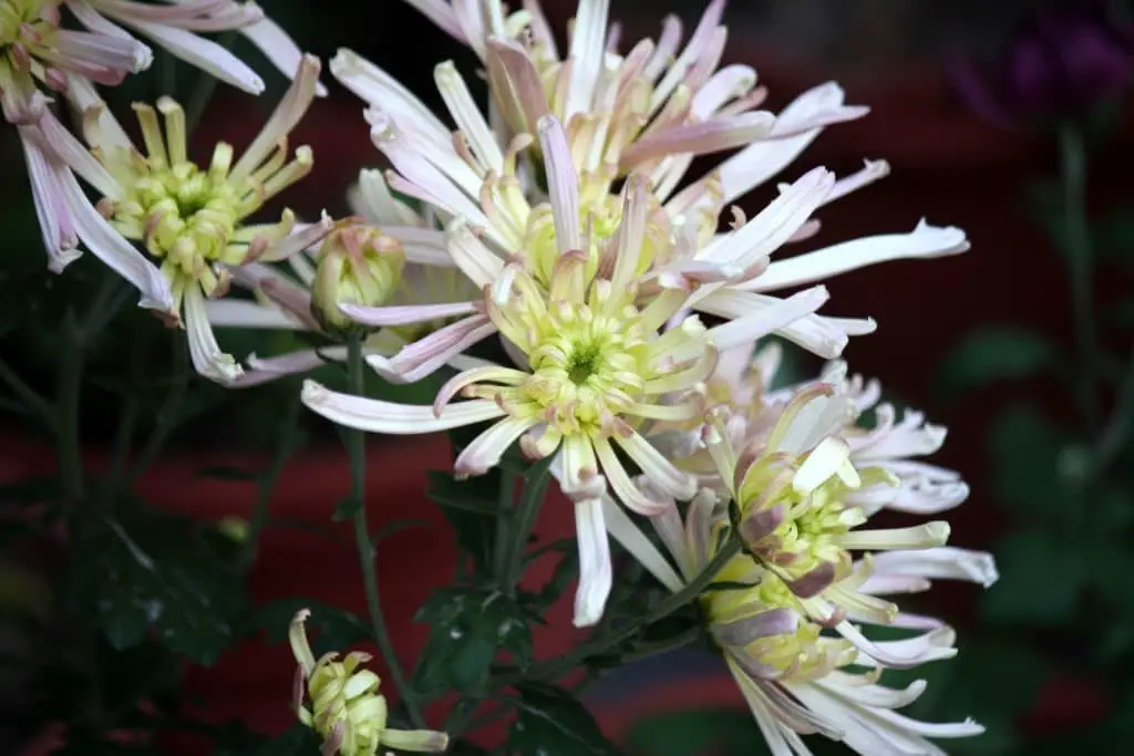 Quill Mums (Quill chrysanthemum).