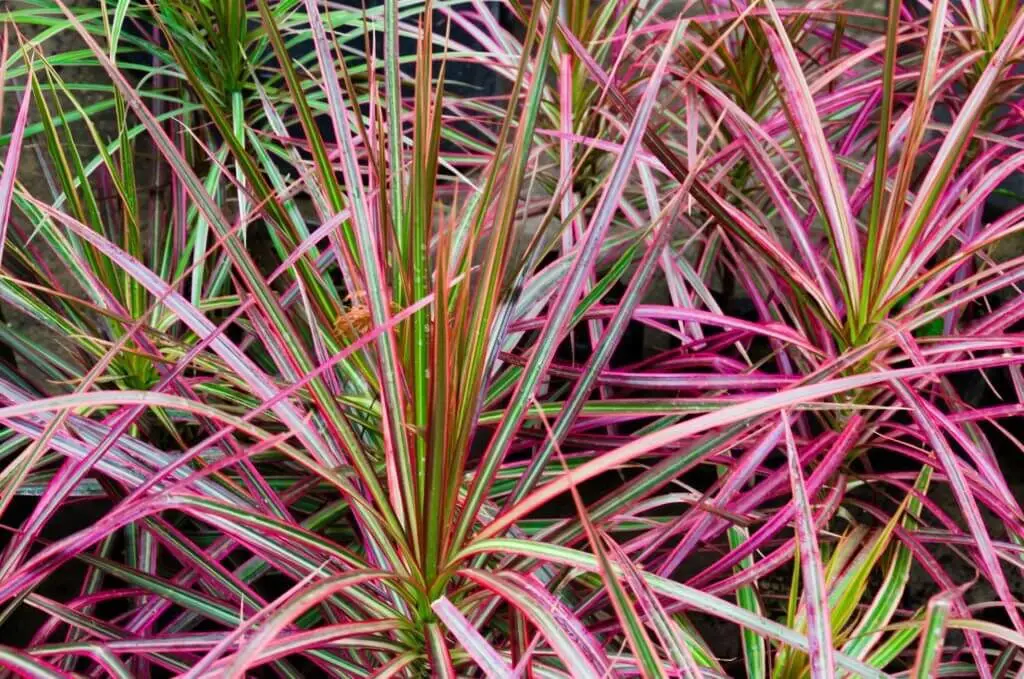 Dragon Tree (Dracaena marginata).