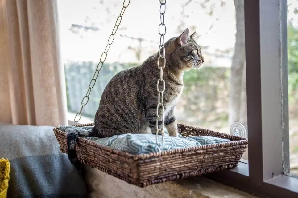 Kitty Cat Window Seat