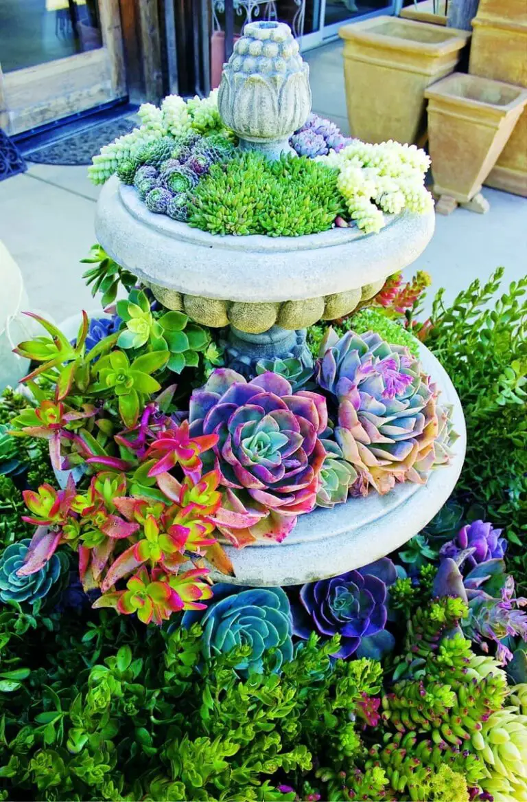 57+ Best Succulent Garden Ideas With Tutorials (Pictures)