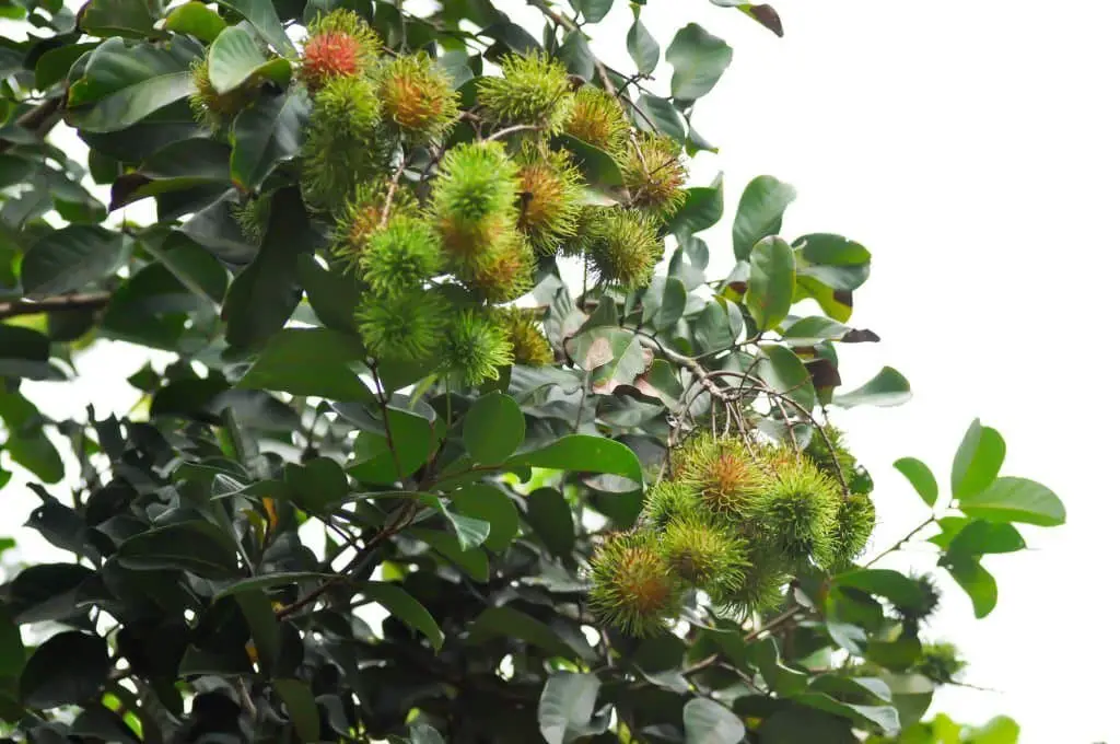 Rambutan trees.