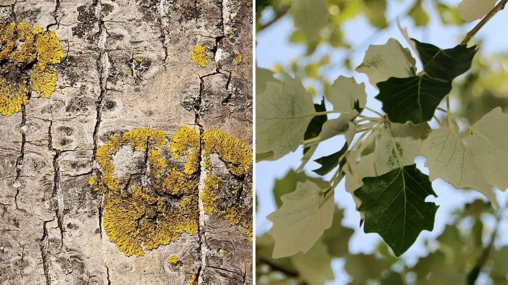 White Poplar Tree (Populus alba)