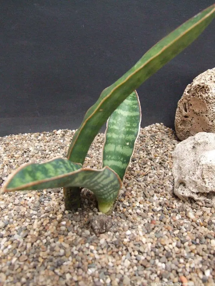 Sansevieria raffillii