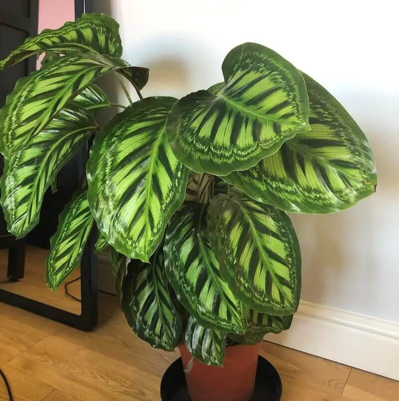 Calathea ‘Misto’