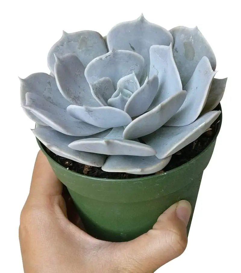 Echeveria lilacina (Ghost Echeveria).