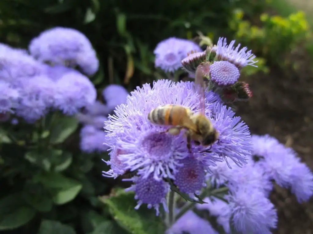 Floss flower