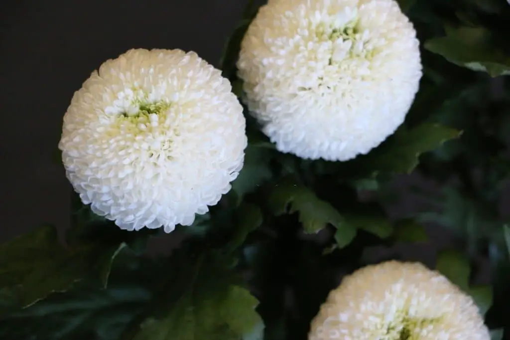 Pompon Mums (Pompon Chrysanthemum).