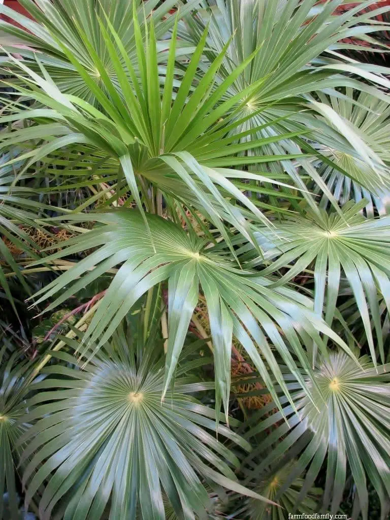 Florida Thatch Palm (Thrinax radiata)