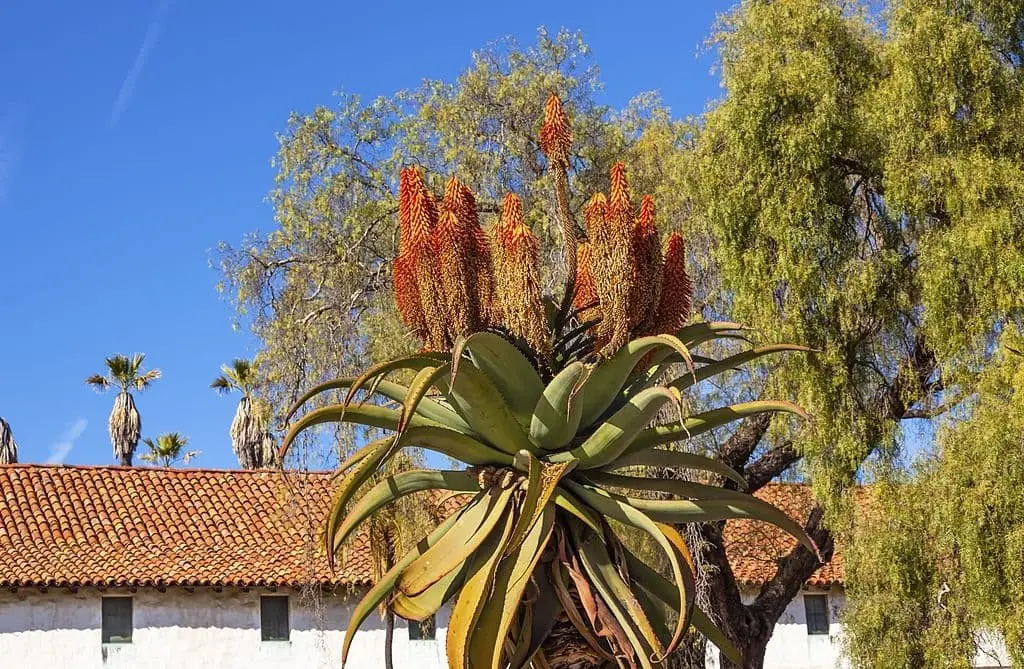 Tree Aloe (Aloe Barberae)