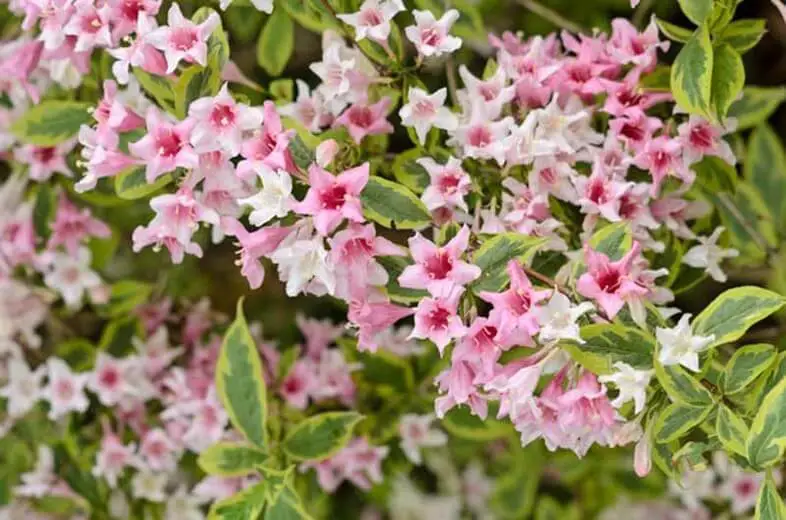 #2. Weigela