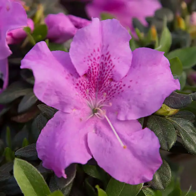 Autumn Lilac Encore Azalea (Rhododendron ‘Robles’ AUTUMN LILAC)