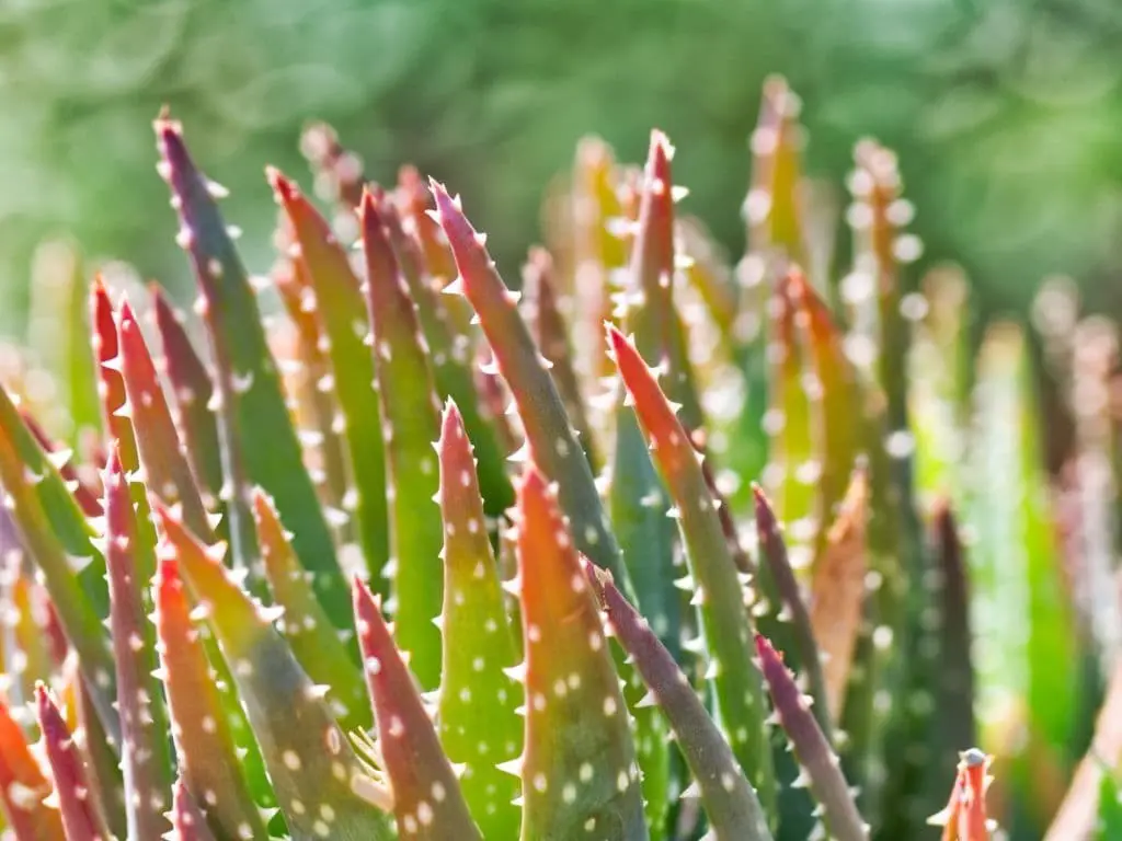 Prickly aloe (Aloe aculeata)