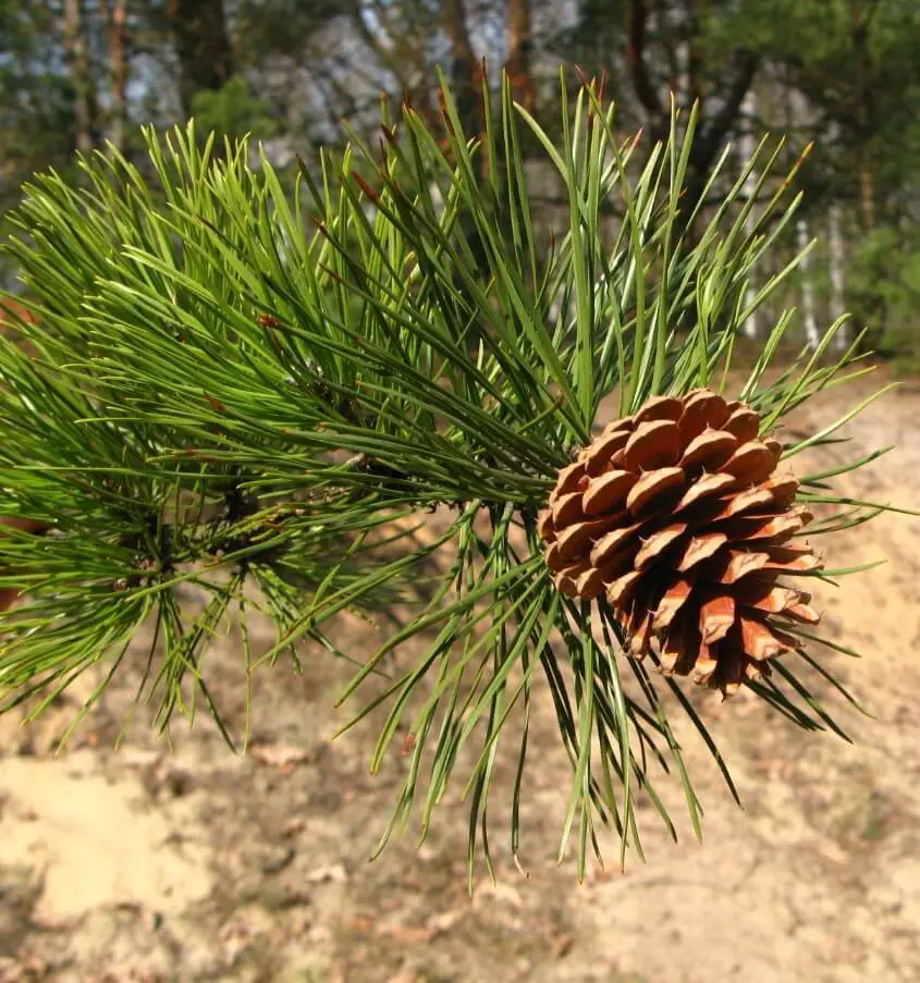 Pitch Pine (Pinus rigida)