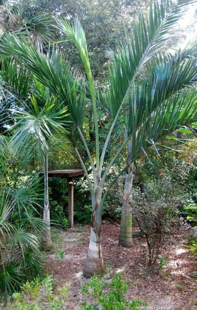 Buccaneer Palm (Pseudophoenix sargentii)