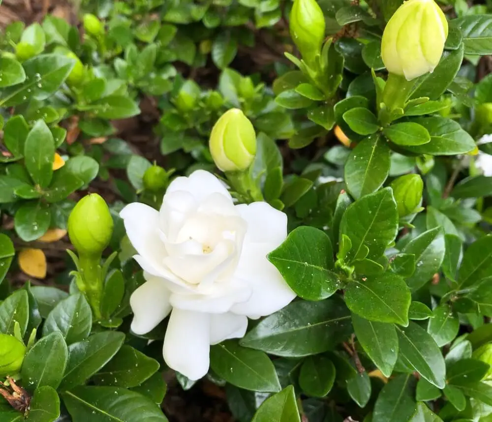 Gardenia jasminoides ‘Crown Jewel’ (Crown Jewel Gardenia)