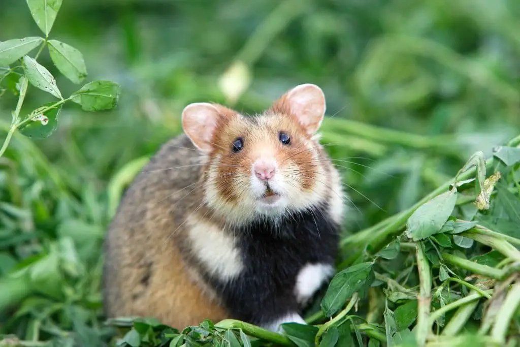 Hamster