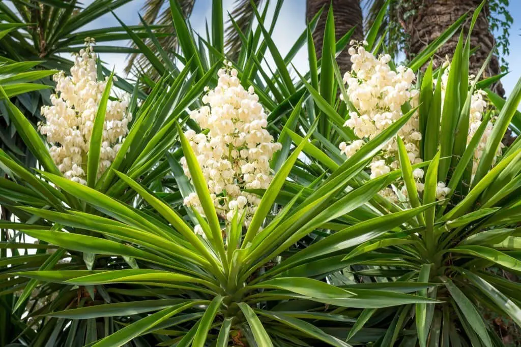 Yucca Plants.