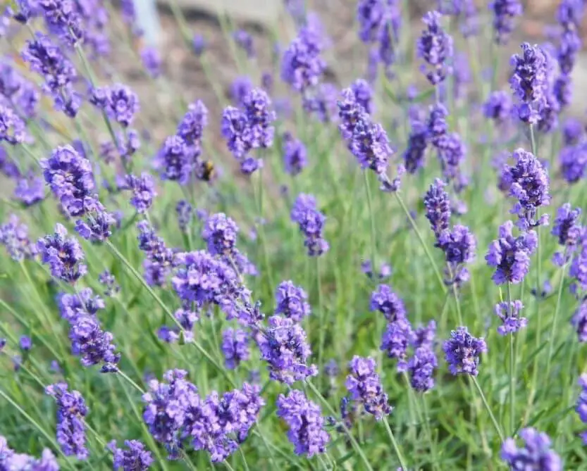 Melissa Lilac (Lavandula angustifolia ‘Melissa Lilac’)