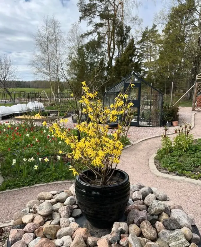 Forsythia: Early Spring Bloomers, Vibrant Yellow Flowers