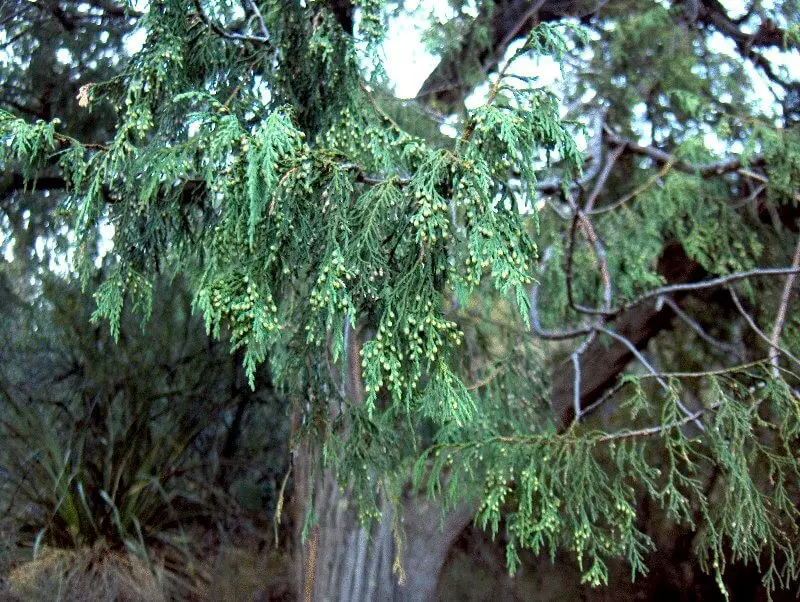 Drooping Juniper (Juniperus flaccida)