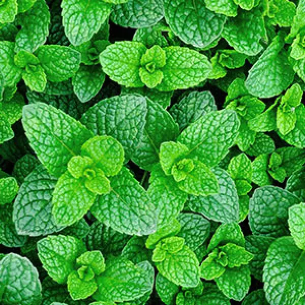 Spearmint, Mentha spicata