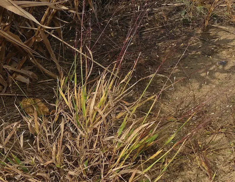 Carolina crabgrass (Digitaria cognata)