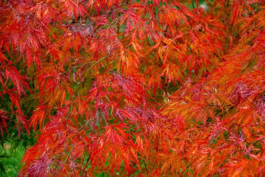 Red Maple (Acer rubrum)