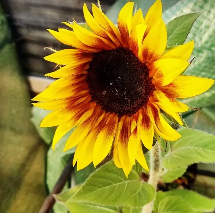 Sundance Kid sunflower