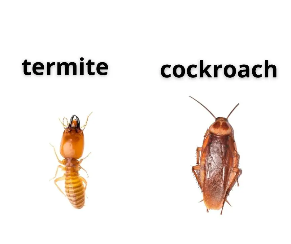 Cockroach vs. termite