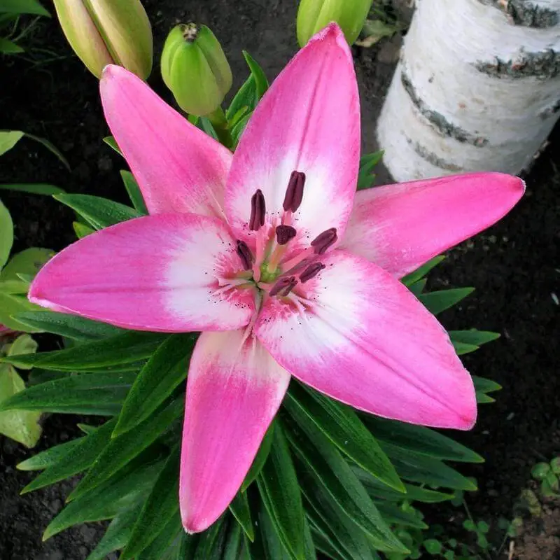 #5. bulb lilies (Lilium)