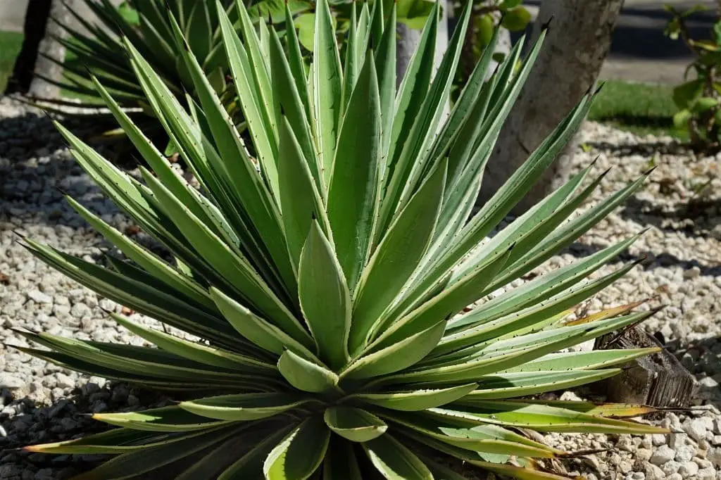 Caribbean Agave (Agave angustifolia)