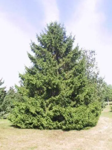 Siberian spruce (Picea obovata)