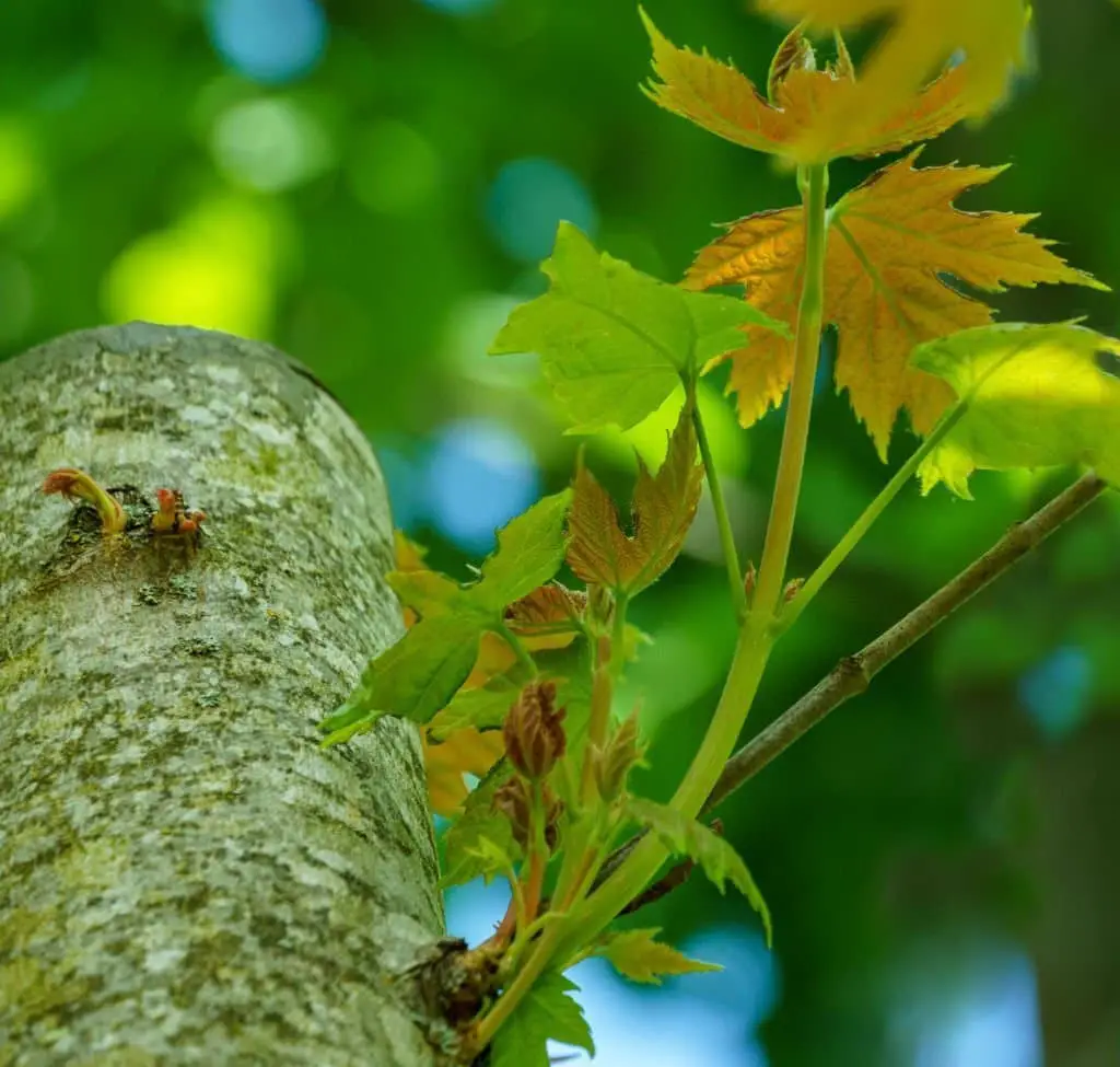 Silver maple (Acer saccharinum).