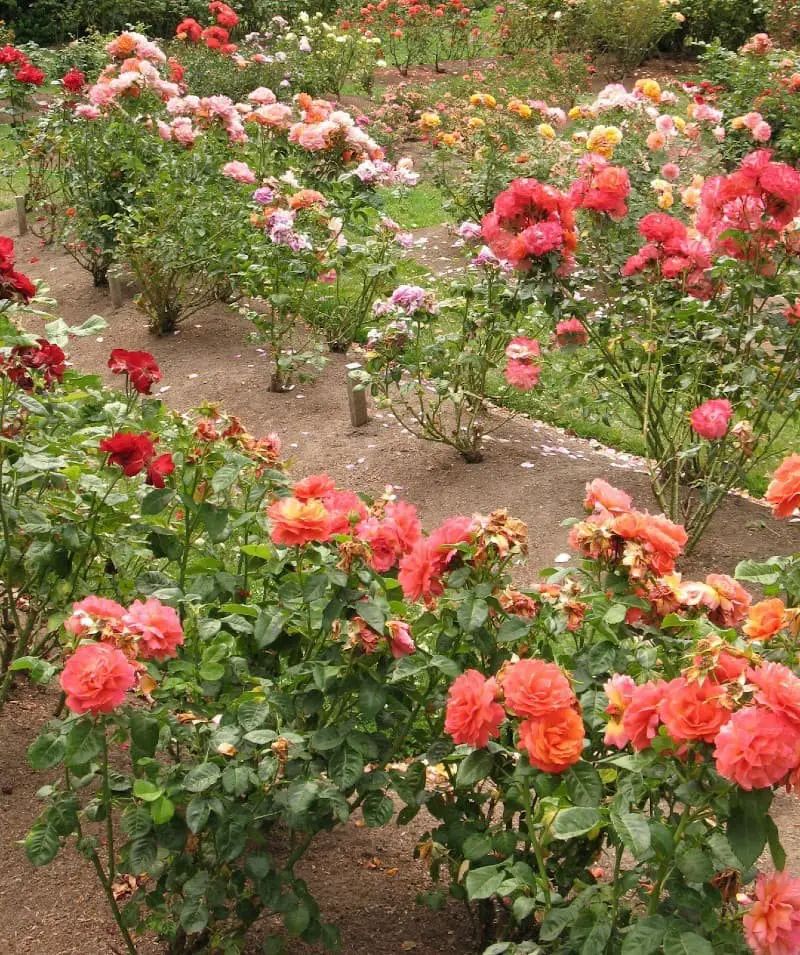 Plant three roses in a row.