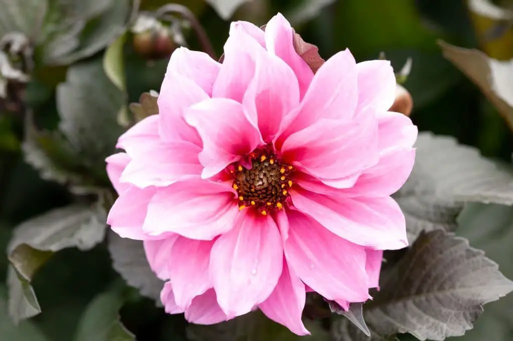 Dahlia ‘Fascination’.