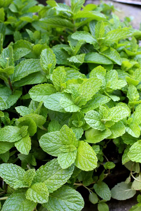 Old-Fashioned Garden mint, Mojito Mint, Mentha x villosa