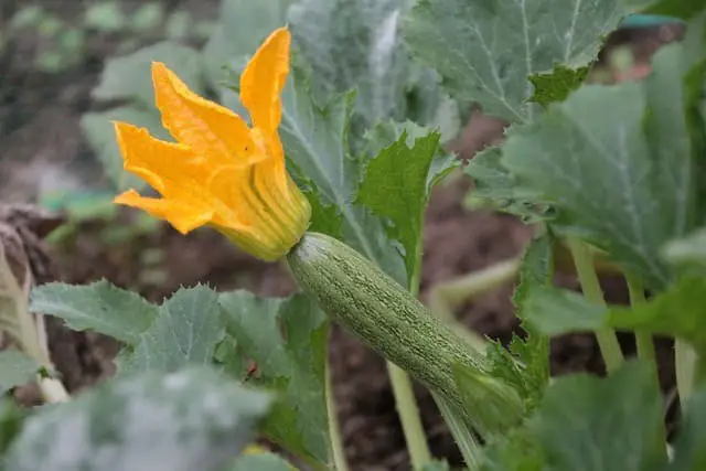 Squash (including Zucchini)