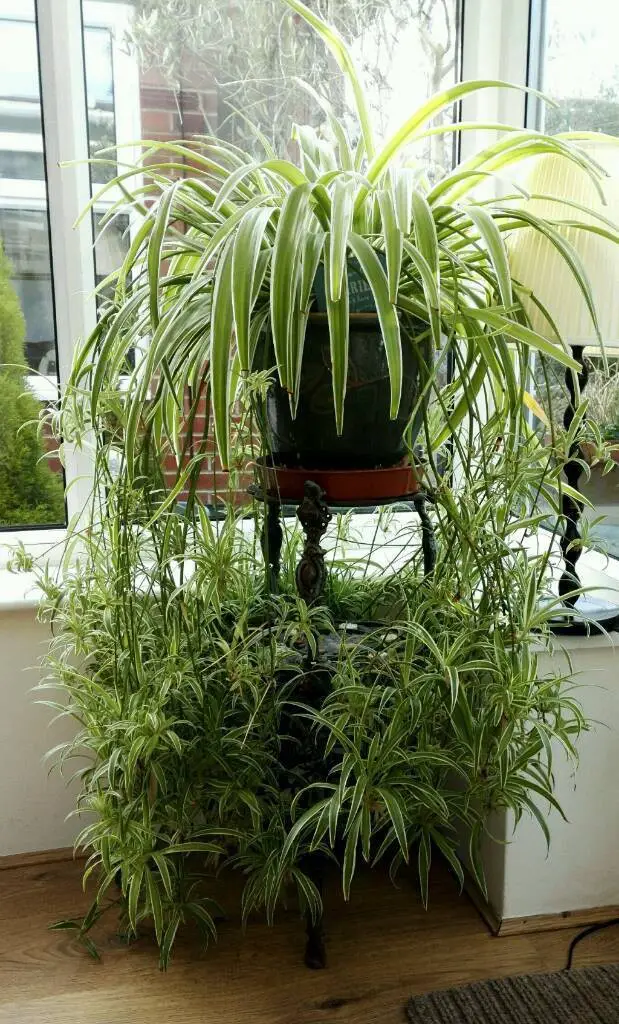 #4. Spider Plant