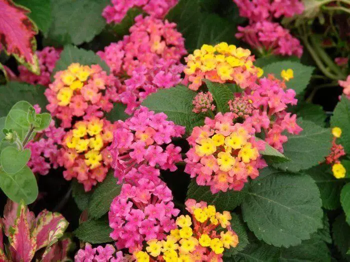 Cultivars of Lantana