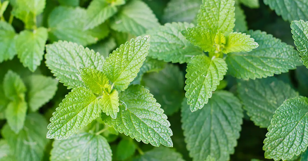 #2. Catnip (Nepeta cataria)