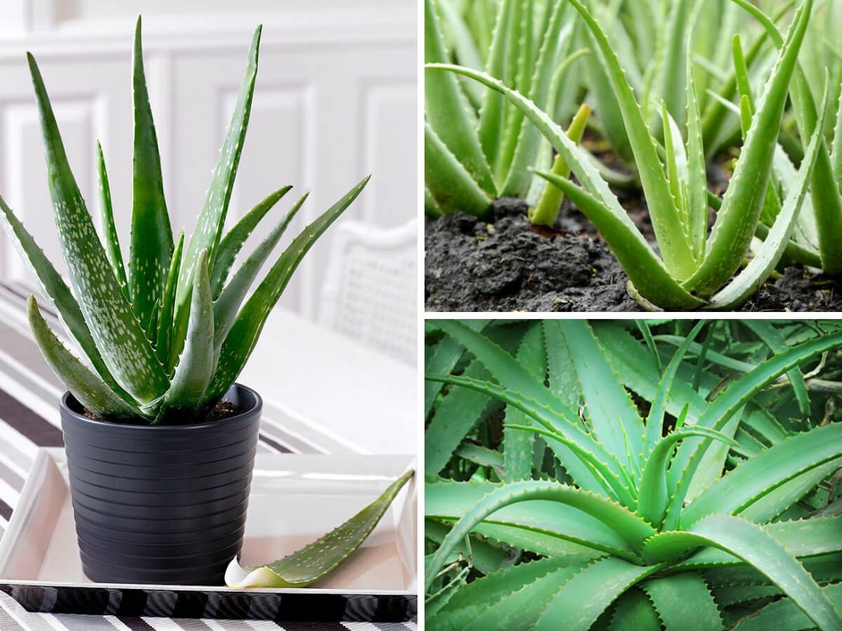 Good for skin, Aloe Vera plant