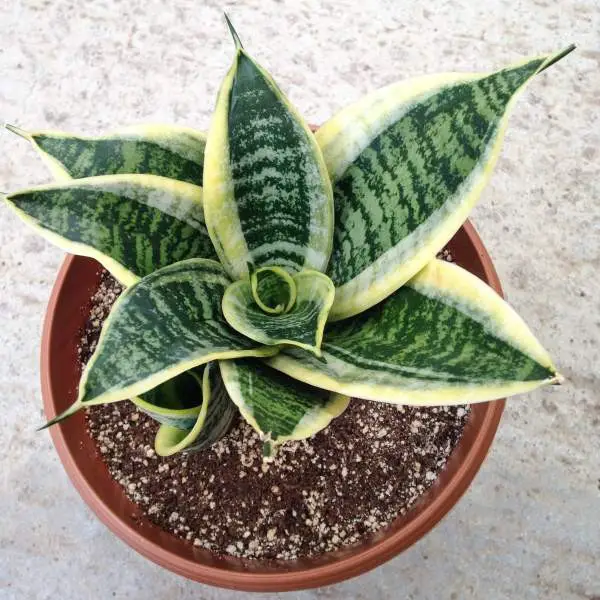 #2. Snake Plant