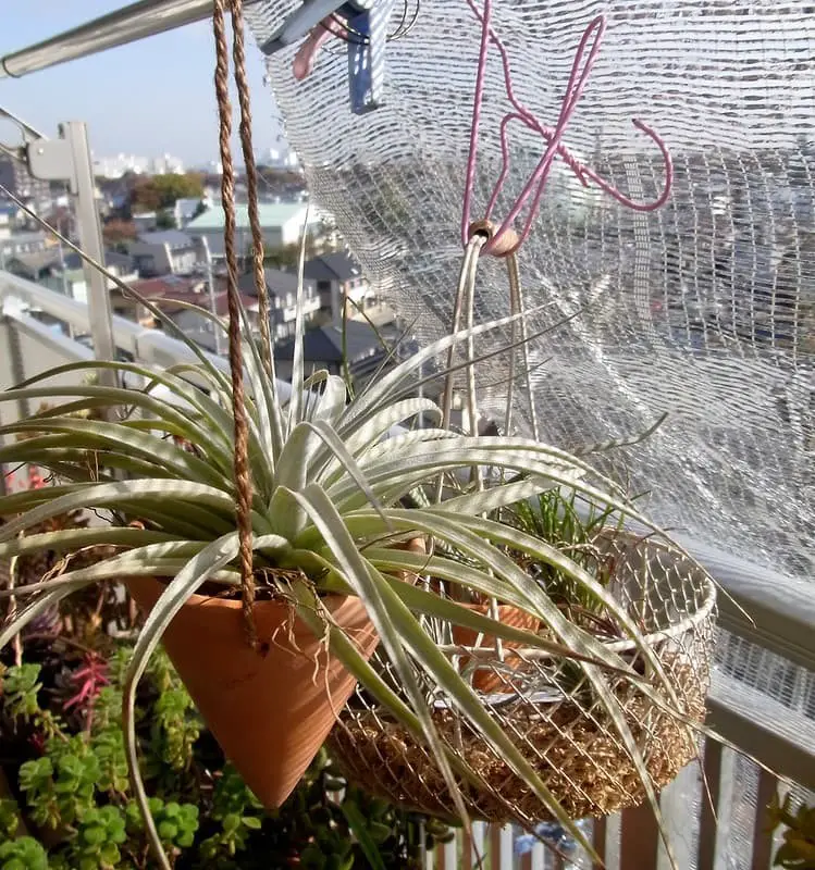 ‘Whitestar’ (Tillandsia ixioides x T. recurvifolia ‘Whitestar’)